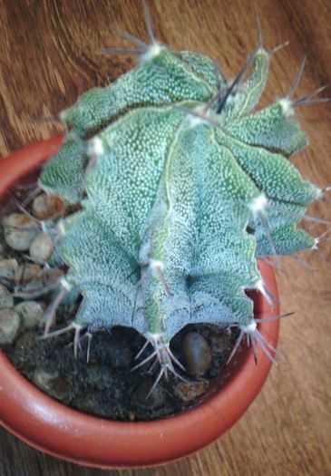 2016-03-03 18.58.05 - CACTUSI 2016