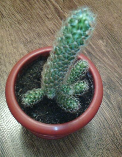 2016-03-03 19.00.22 - CACTUSI 2016