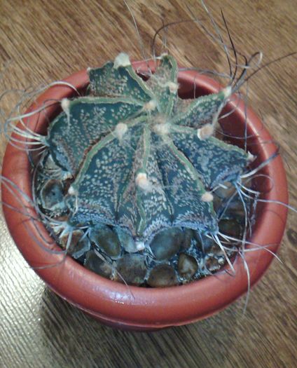 2016-03-03 19.01.13 - CACTUSI 2016