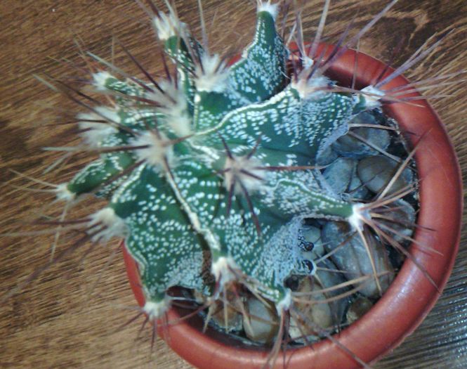 2016-03-03 19.01.57 - CACTUSI 2016