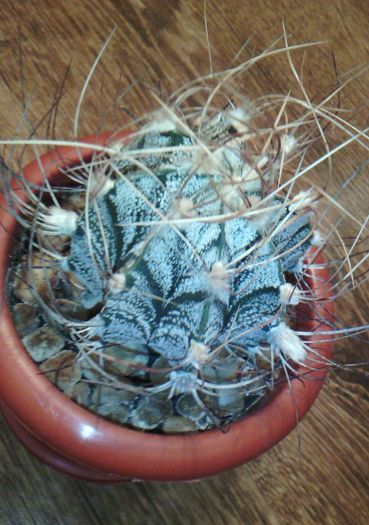 2016-03-03 19.02.29 - CACTUSI 2016