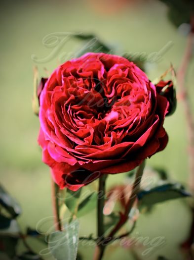 The Prince - Flori de Mai