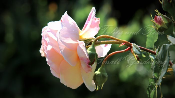 Abraham Darby - Flori de Mai
