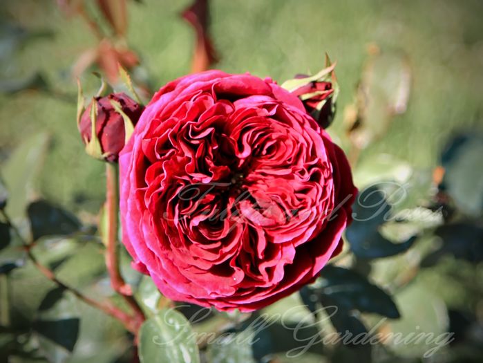The Prince - Flori de Mai