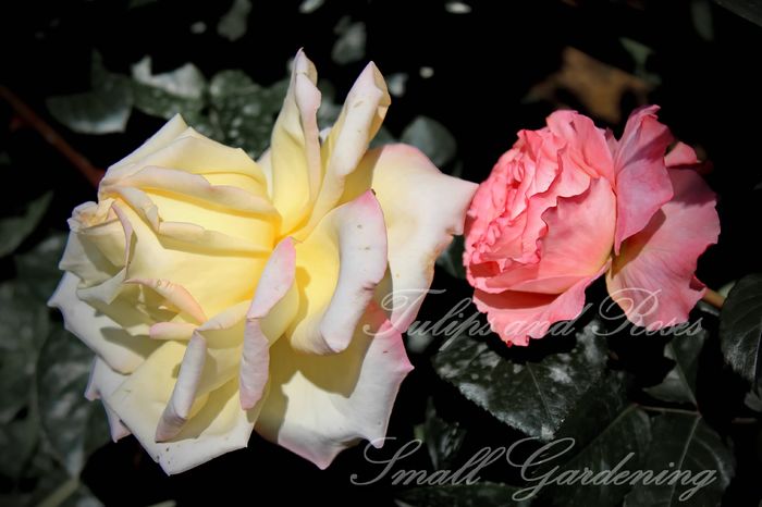 Peace si Augusta Louise - Flori de Mai