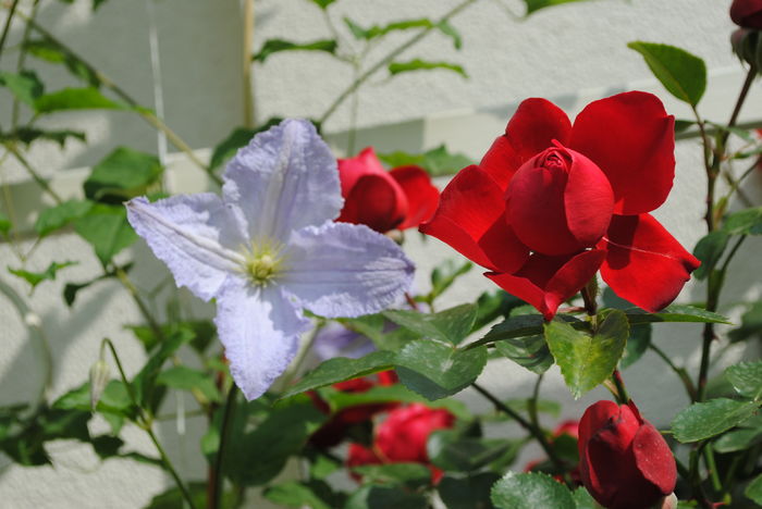 Florentina si clematis Blue Angel