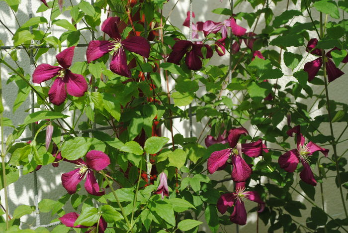 clematis mme julia correvon