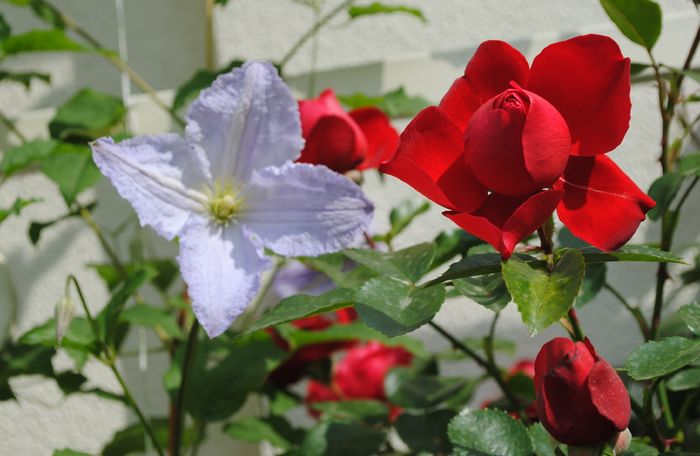 Florentina si clematis Blue Angel