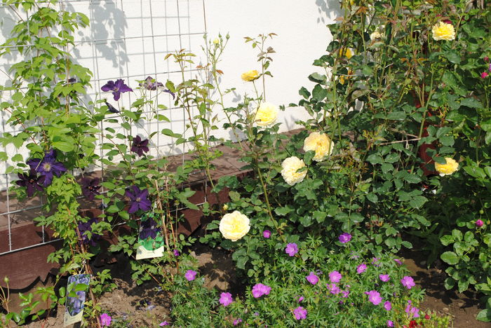 clematis Rasputin