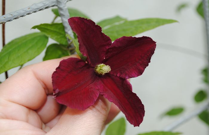 clematis Vitiwester