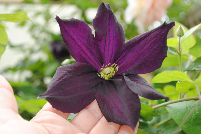 clematis Romantika