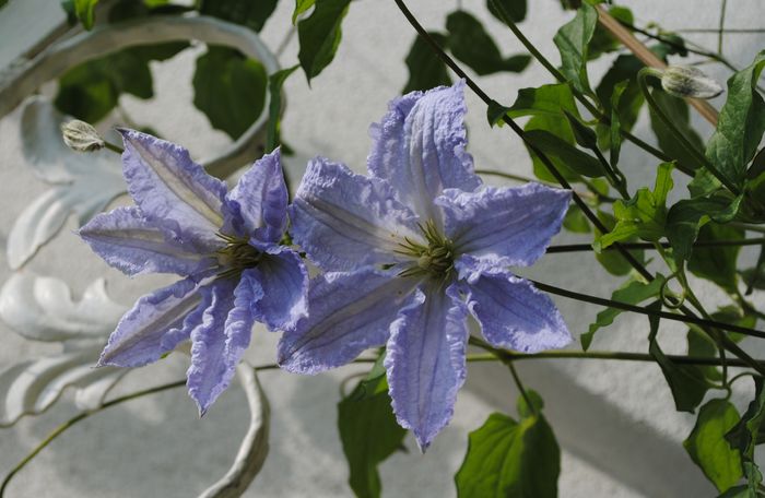 clematis Blue Angel