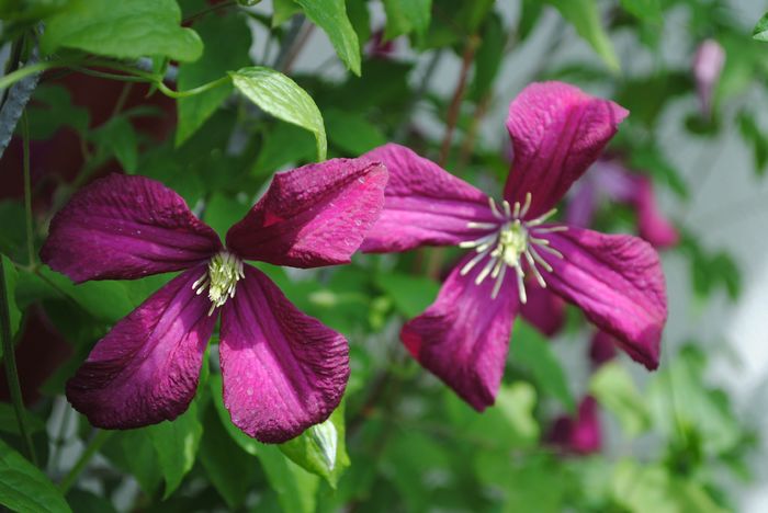 clematis mme julia correvon