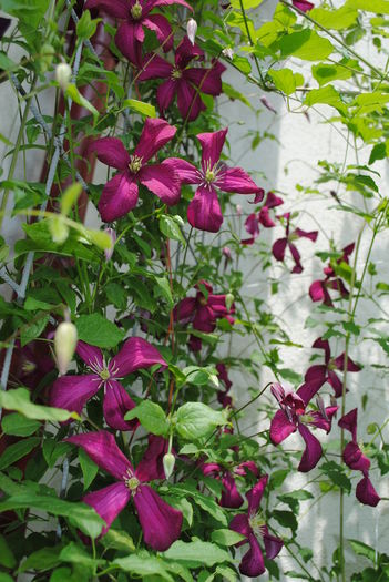 clematis mme julia correvon
