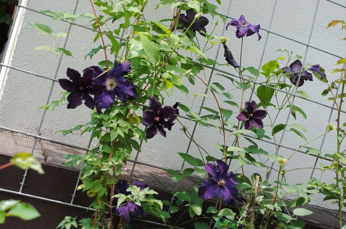 clematis Rasputin