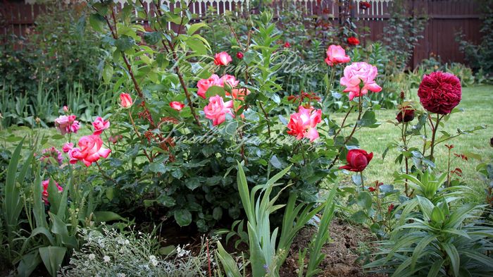 The Prince si un TH necunoscut - Flori de Mai