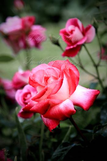 TH necunoscut - Flori de Mai