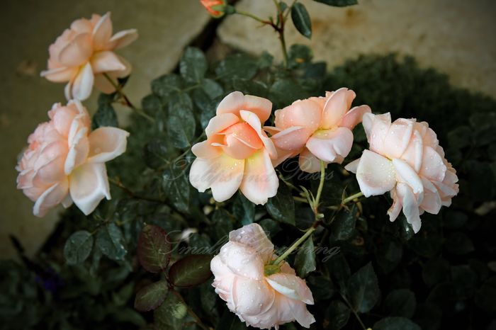 Ambridge Rose - Flori de Mai