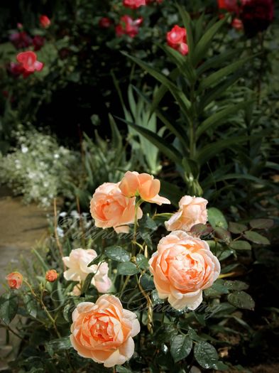 Ambridge Rose cu Th necunoscut in spate - Flori de Mai