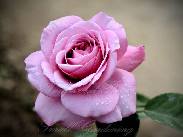 Lavender Ice - Flori de Mai