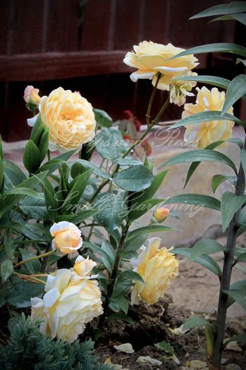 Crown Princess Margareta - Flori de Mai