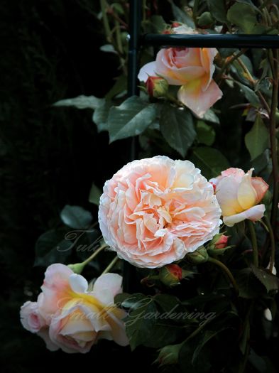 Abraham Darby - Flori de Mai