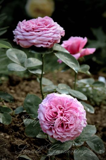 Lavender Ice - Flori de Mai