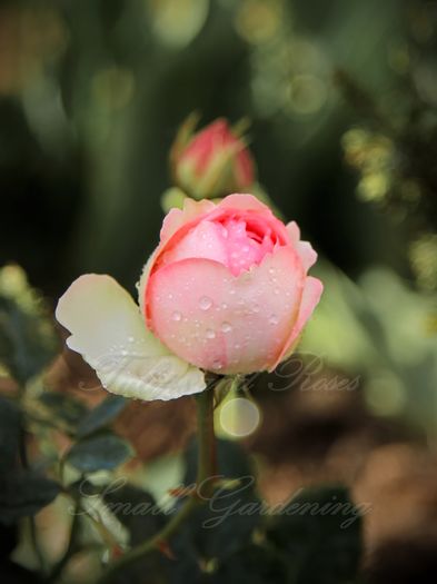 Pierre de Ronsard (Eden Rose) - Flori de Mai