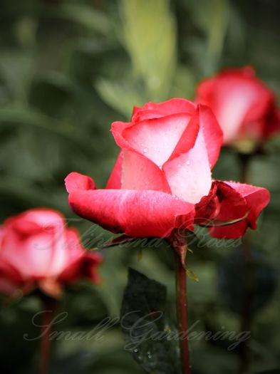 TH necunoscut dar foarte frumos - Flori de Mai