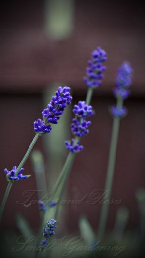 Lavandula Munstead - Flori de Mai