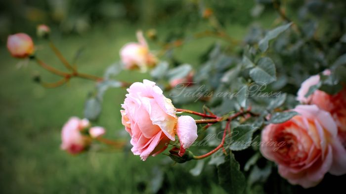 IMG_9909 - Abraham Darby