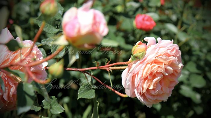 IMG_0289 - Abraham Darby