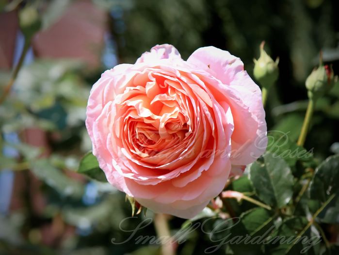 IMG_0287 - Abraham Darby