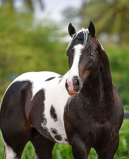 FB_IMG_1464241687872 - C Pentru cei care le plac aceste animale