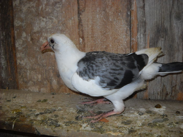 VANDUT