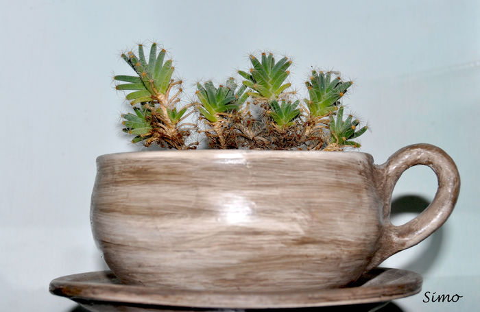 Trichodiadema densum - Cactusi si suculente