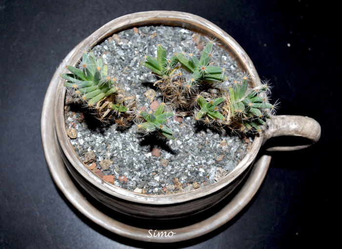 Trichodiadema densum - Cactusi si suculente