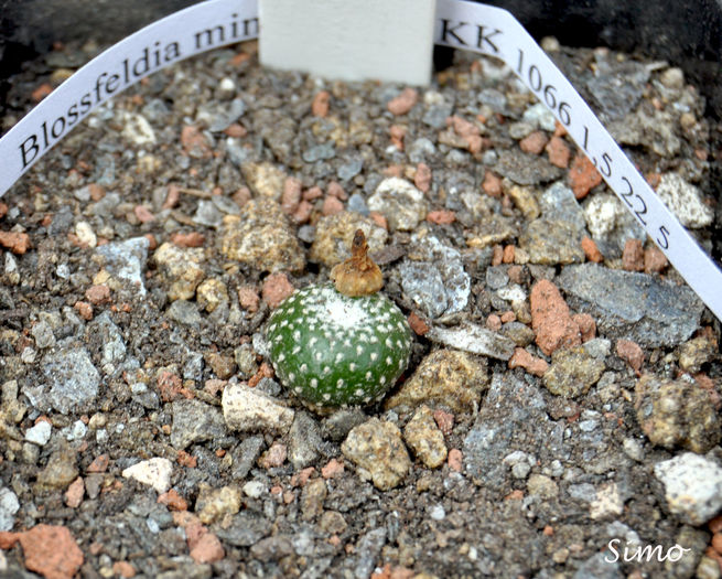 Blossfeldia liliputana var. minima - Cactusi si suculente