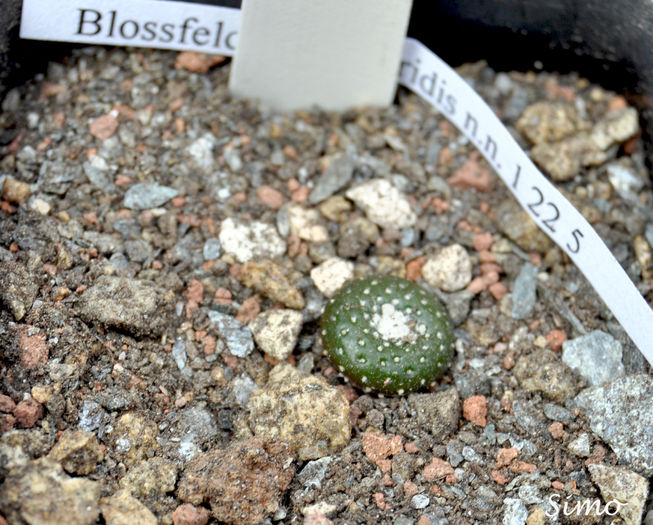Blossfeldia liliputana var. atroviridis - Cactusi si suculente