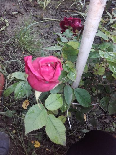 trandafir prins din butas anul trecut de la coca1900 - Trandafiri 2016