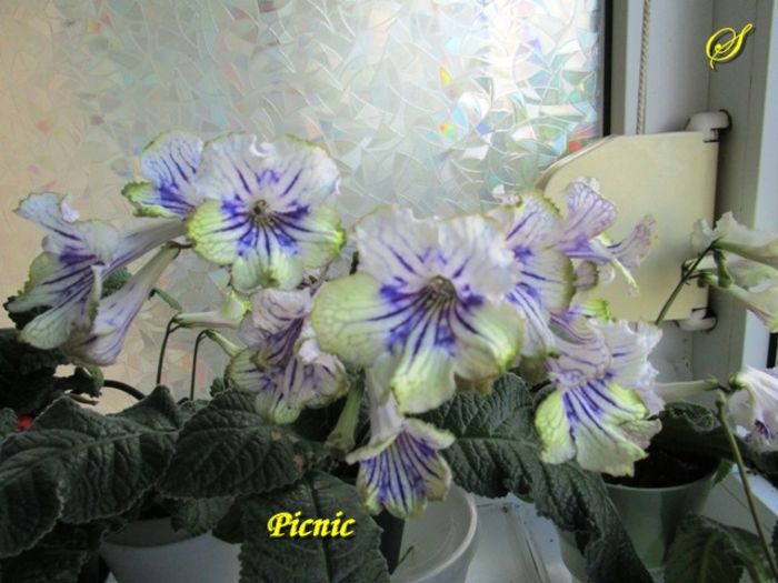 Picnic(27-05-2016) - Streptocarpusi 2016