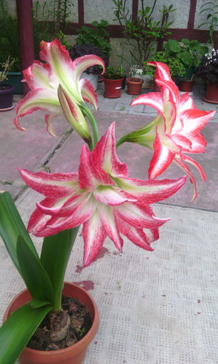 IMG_20160527_182539[1] - Amarilisii mei