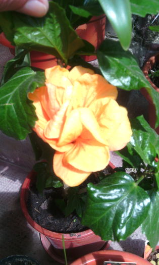 IMG_20160527_160010[1] - hibii mei