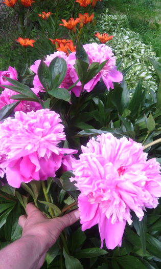 IMG_20160527_155422[1]