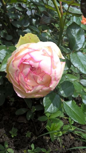 Biedermeier