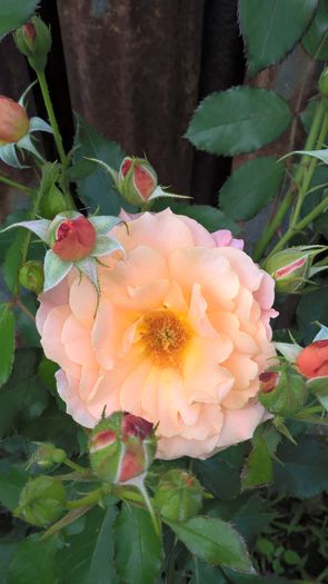 Bordure Apricot