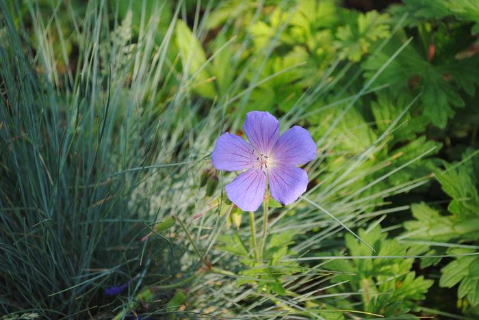 geranium him baby blue,festuca Elijah Blue