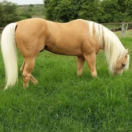 FB_IMG_1464241725479 - C Pentru cei care le plac aceste animale