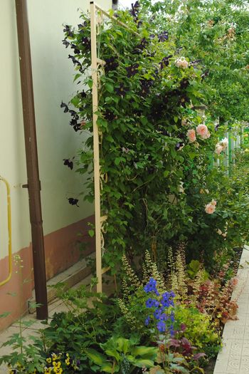 24 mai