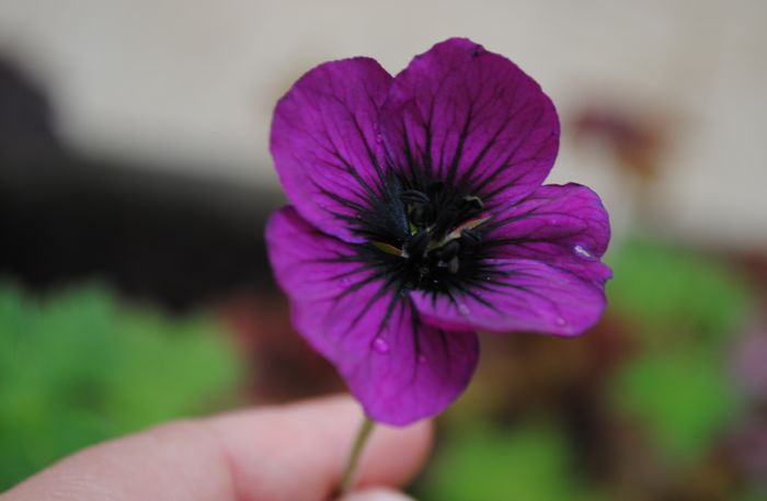 25 mai,geranium sandrine,primele